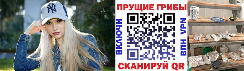 закладка  Верхнеуральск  Галлюциногенные грибы Psilocybine cubensis 